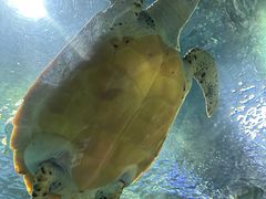 -上海海洋水族馆