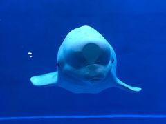 -芜湖新华联大白鲸海洋公园