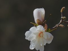 -国家植物园