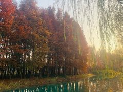-贡湖湾湿地公园