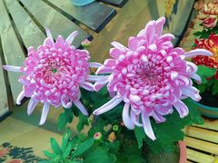 -上海鲜花港