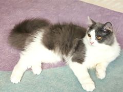 -十年猫舍·猫咪专门店(普陀店)