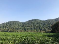 -中国茶叶博物馆(双峰馆区)