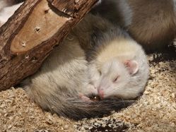 -Zoolung Zoolung动物主题公园(海信广场店)