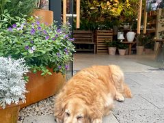 -自由生长植物工作室(深港花卉中心店)