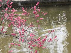 -南汇桃花村