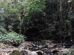-莫里热带雨林景区