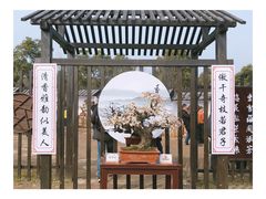 -香雪海