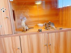 -猫十亿·布偶金渐层·曼基康矮脚猫舍(青年路店)