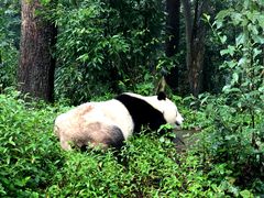 -中国大熊猫保护研究中心雅安碧峰峡基地