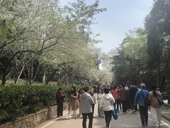 -武汉大学-樱园