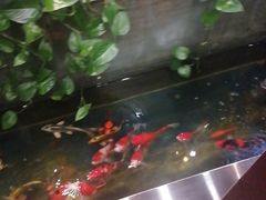-洞庭家宴·头牌甲鱼(广渠门店)