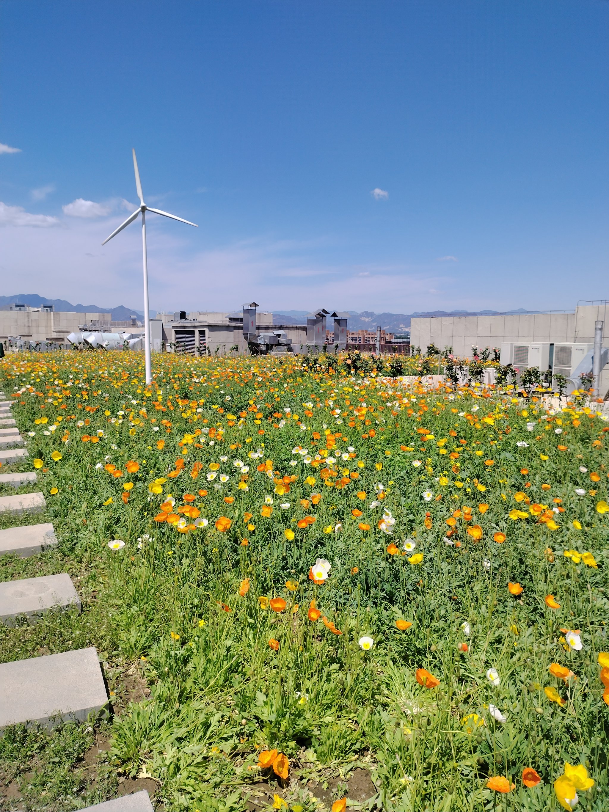 房山看花的地方图片