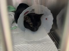 -宠福鑫康馨动物医院·骨科·眼科