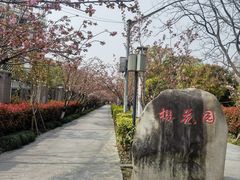 -高东镇樱花园