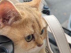 -伟伟宠物医院·CT影像中心·瑞派犬猫综合性门诊(汉口总院)