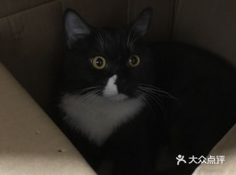 终于有了自己的猫～ 朋友家生的小猫 相处了10个月