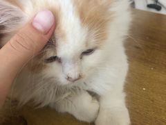 -平行世界·猫咖(首经贸店)