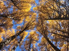 -塞罕坝国家级自然保护区