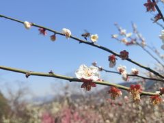 -香雪海