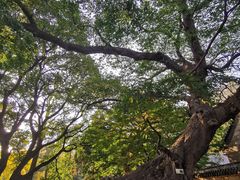 -青岛崂山太清宫