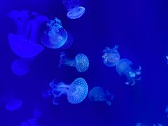 -海合安青岛极地海洋公园