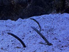 -暹罗海洋世界