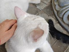 -西安大兴善寺