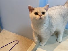 -lincat·猫舍(广州店)