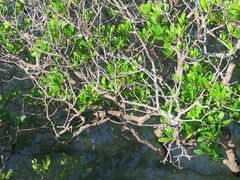 -北海金海湾红树林生态旅游区