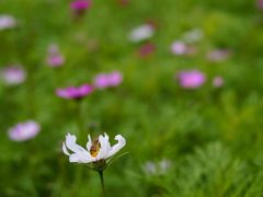 -天适樱花悠乐园