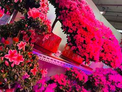 -花鸟鱼虫鲜花绿植市场(玉泉路店)