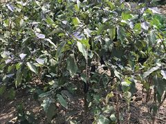 -南汇老顾农家乐采摘大团水蜜桃采摘店