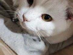 -楼上猫咖(罗湖店)
