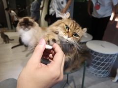 -猫儿山۰猫主题餐厅