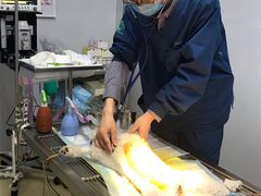 -瑞派雷欧宠物医院·中兽医·眼科·急重症转诊中心(黄台店)