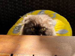 -喵屿·大理花园猫咖