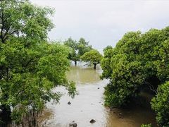 -宝安西湾红树林湿地公园