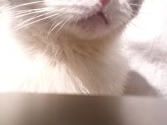 -more than meow吴止猫主题餐厅(承德 中船汇店)