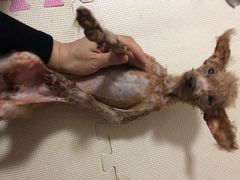 -康乐宝动物医院