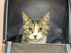 -四月宠物医院·猫专科·心脏专科·内科(转塘店)