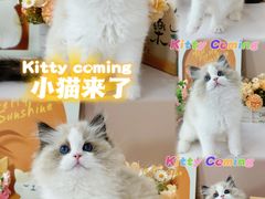 -小猫来了·猫舍(红山六九七九店)