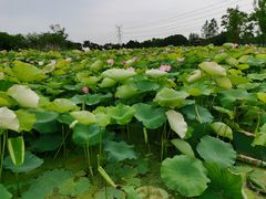 -梁鸿国家湿地公园