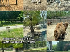 -上海野生动物园