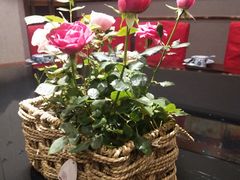 -梁溪河畔·吉府花园(南长街南下塘店)