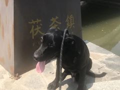 -茯茶镇