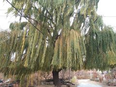 -遵化市禅林寺古银杏风景园