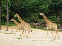 -广州长隆野生动物世界