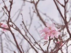 -天适樱花悠乐园