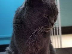 -猫色咖啡·猫咖